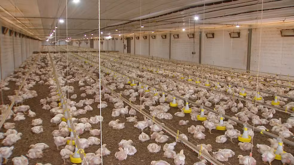 Licença ambiental _ Avicultura